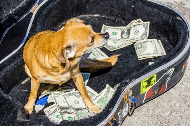 In America, 4 thousand dollars was swallowed by a pet dog, the owner recovered from the dog