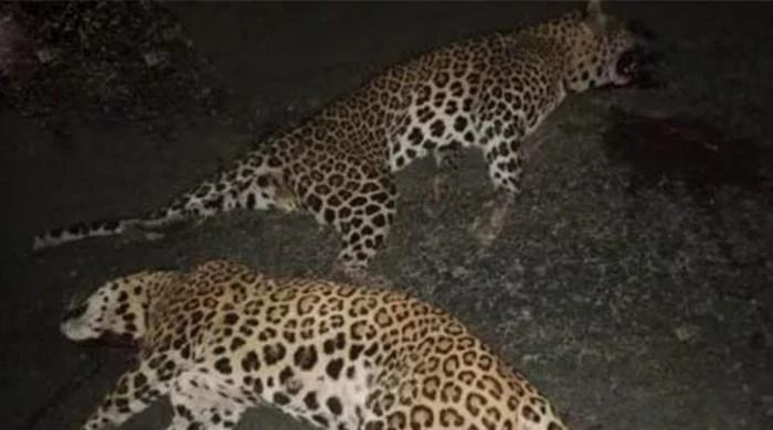Haripur 2 rare dead leopards found dead
