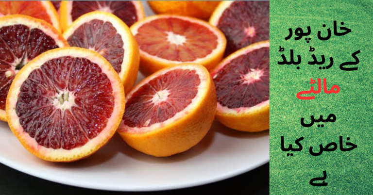 Red Blood Oranges of Khanpur