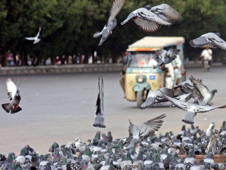 Rawalpindi: Bird Hazard Control Committee meeting
