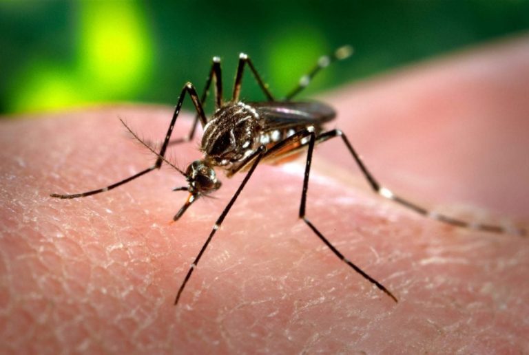 Rains raise dengue concerns in Rawalpindi