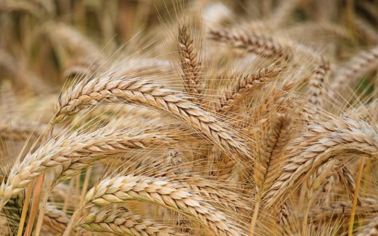 The crisis of non-purchase of wheat is serious, farmers approach the Lahore High Court