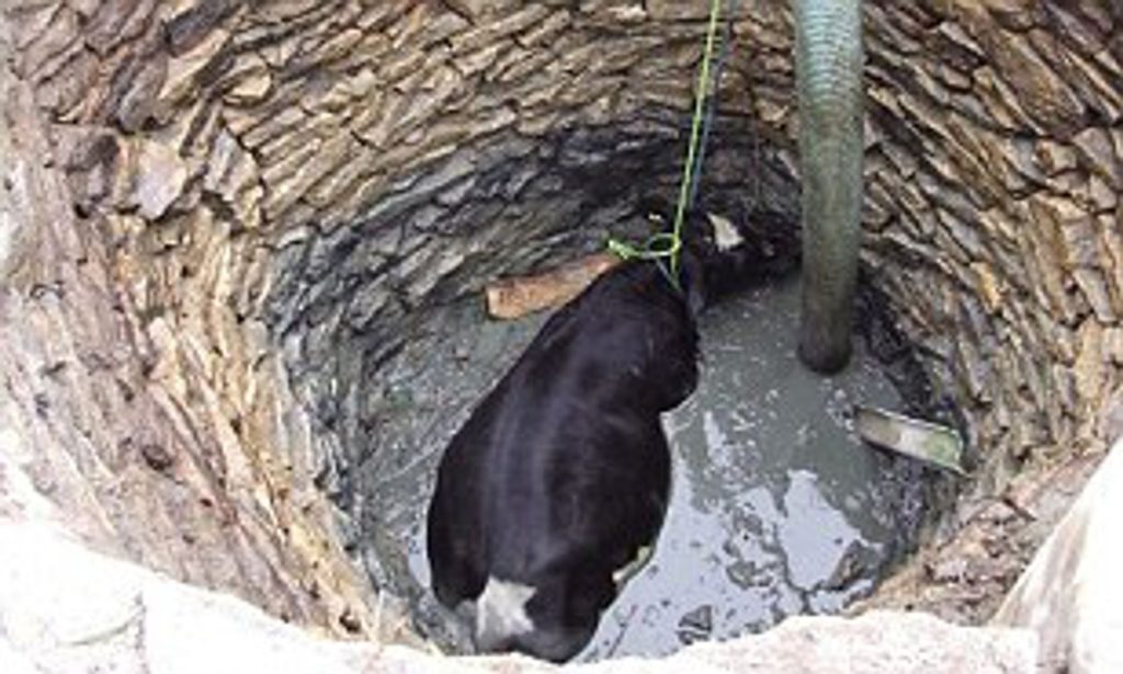 Three youths lost their lives while rescuing a cow from a well