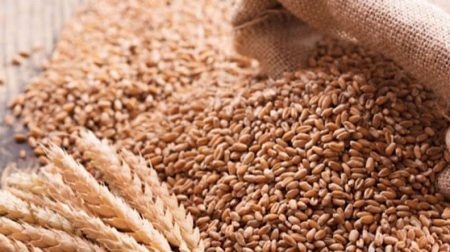 Rawalpindi: More than 1.2 million bags of wheat will expire soon