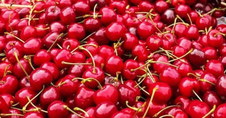 The first batch of cherries from Gilgit-Baltistan reached China
