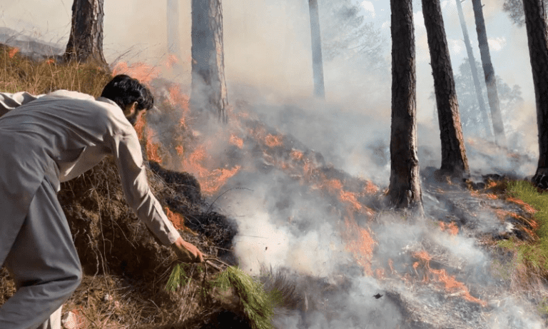 Suspect Arrested in Suspicious Khanpur Forest Fires