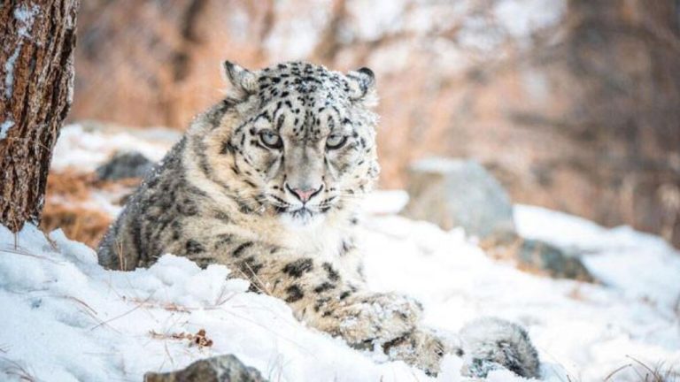 A person selling snow leopard skin was arrested