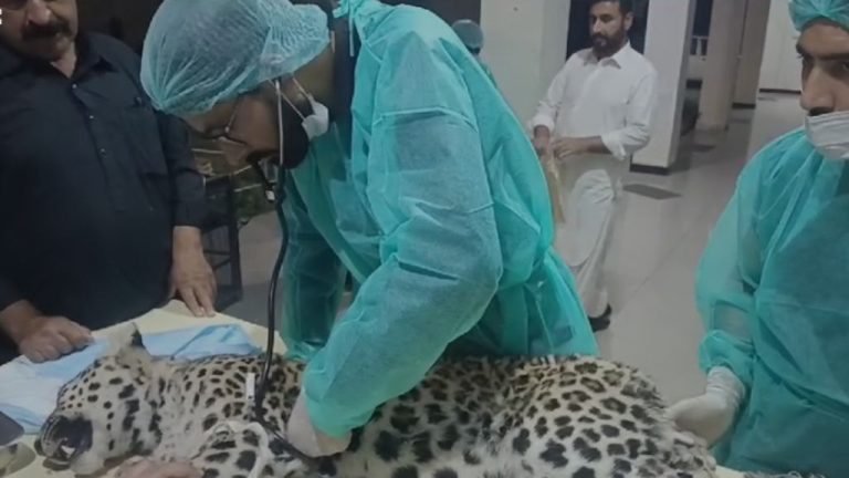 A wounded cheetah caught in Abbottabad died