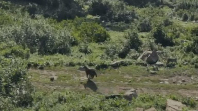 An injured leopard in Kashmir was released after rehabilitation