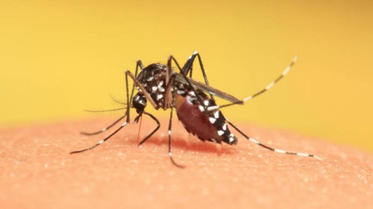 Continuous increase in dengue virus in Islamabad, 7 new cases reported