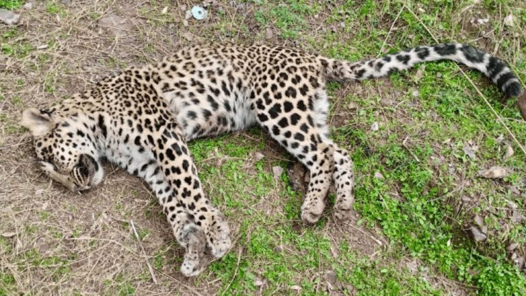 The condition of the rescued female leopard from Azad Kashmir is critical