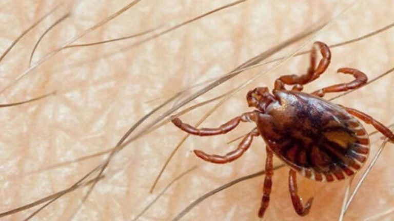 Two more cases of Congo virus have been reported in Pakistan