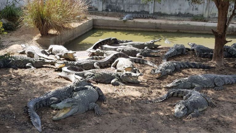 Why did the Thai farmer kill 100 of his crocodiles