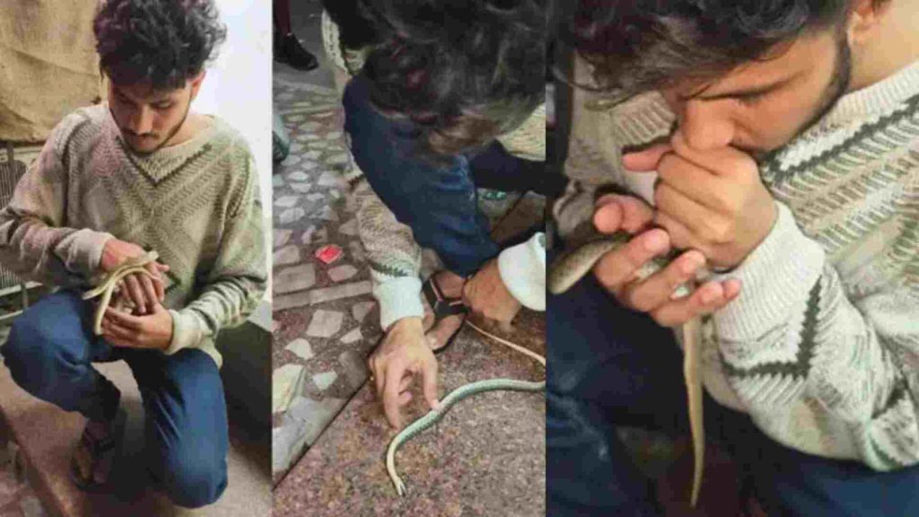 India; The citizen saved the life of the snake by breathing through his mouth