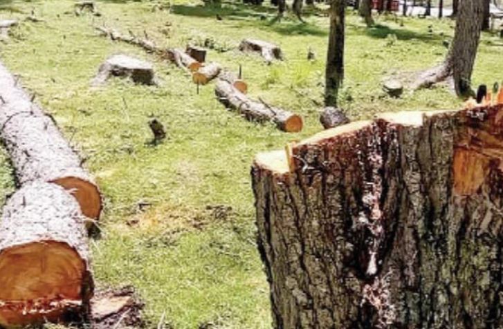 چترال میں ٹمبر مافیا نے 6,821 دیودار کے درخت کاٹ لئے Thousands of deodar trees axed by timber mafia in Chitral