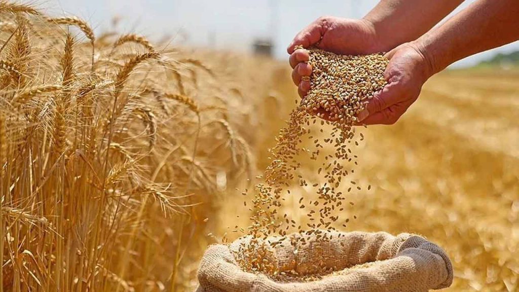 وفاقی حکومت کا 10 لاکھ ٹن گندم درآمد کرنے کا فیصلہ